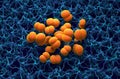 Neisseria meningitidis (meningococcus) bacterias (meningitis infection) - 3d illustration isometric view