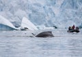 A humpback whale Megaptera novaeangliae diving in front of a zodiac or inflatable boat filled with tourists