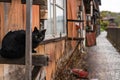 Neko-no-Hosomichi Cat Alley in Onomichi City. Hiroshima Prefecture, Japan Royalty Free Stock Photo