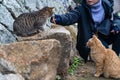 Neko-no-Hosomichi Cat Alley in Onomichi City. Hiroshima Prefecture, Japan