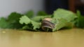 Close-up of a snail crawling on a table.