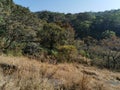 Nelliampathy Forest View in Summer