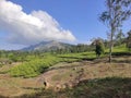 Nelliyampathy tea estate Royalty Free Stock Photo