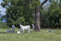 Nellore cattle steers on green pasture Royalty Free Stock Photo