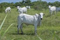 Nellore cattle steers on green pasture Royalty Free Stock Photo