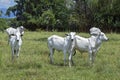 Nellore cattle steers on green pasture Royalty Free Stock Photo