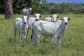 Nellore cattle steers on green pasture Royalty Free Stock Photo