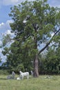 Nellore cattle steers on green pasture Royalty Free Stock Photo