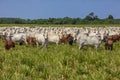 Nellore herd inseminated with Bonsmara calves, Mato Grosso do Sul, Brazil Royalty Free Stock Photo