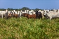 Nellore herd inseminated with Bonsmara calves, Mato Grosso do Sul, Brazil Royalty Free Stock Photo