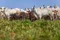 Nellore herd inseminated with Bonsmara calves, Mato Grosso do Sul, Brazil Royalty Free Stock Photo