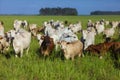 Nellore herd inseminated with Bonsmara calves, Mato Grosso do Sul, Brazil Royalty Free Stock Photo