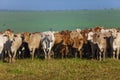 Nellore herd inseminated with Bonsmara calves, Mato Grosso do Sul, Brazil Royalty Free Stock Photo