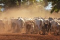 Nellore herd inseminated with Bonsmara calves, Mato Grosso do Sul, Brazil Royalty Free Stock Photo