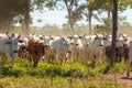 Nellore herd inseminated with Bonsmara calves, Mato Grosso do Sul, Brazil Royalty Free Stock Photo