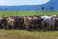 Nellore herd inseminated with Bonsmara calves, Mato Grosso do Sul, Brazil Royalty Free Stock Photo