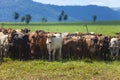 Nellore herd inseminated with Bonsmara calves, Mato Grosso do Sul, Brazil Royalty Free Stock Photo