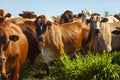 Nellore herd inseminated with Bonsmara calves, Mato Grosso do Sul, Brazil Royalty Free Stock Photo