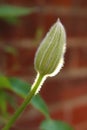 Nelly Moser Clematis flower bud Royalty Free Stock Photo