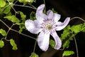 Nelly moser clematis Royalty Free Stock Photo