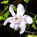 Nelly moser clematis Royalty Free Stock Photo