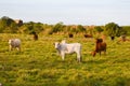 Nelore Breed Cattle Breeding field