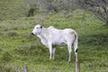 Nelore calf grazing on farmland