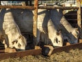 Nelore cattle in confinement Royalty Free Stock Photo