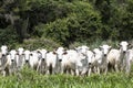 Nelore cattle Royalty Free Stock Photo