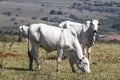 Nelore cattle in a pasture located in Brazil