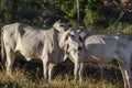 nelore cattle on pasture, white cow