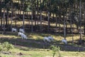 Nelore no pasto de uma fazenda no interior do estado de MInas Gerais Brasil. Gado para engorda