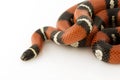 NelsonÃ¯Â¿Â½s Milk Snake Royalty Free Stock Photo