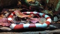 Nelson& x27;s milk snake & x28;Lampropeltis triangulum nelsoni& x29; a species of L. triangulum distributed in Mexico Royalty Free Stock Photo