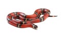 Nelsons milksnake Royalty Free Stock Photo