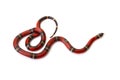 Nelsons milksnake Royalty Free Stock Photo