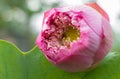 Nelumbo nucifera, also known as Indian lotus, sacred lotus