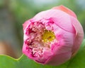 Nelumbo nucifera, also known as Indian lotus, sacred lotus