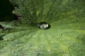 Large leaf of Nelumbo with water drips