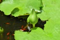 Nelumbo lotus buds, green in the basin with green lotus leaves. Nymphaea lotus