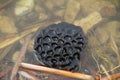 American Lotus Plant Seed Pod in Water - Nelumbo lutea