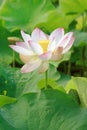 Nelumbo nucifera 008 Royalty Free Stock Photo