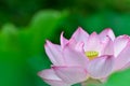 Nelumbo nucifera.