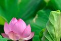 Nelumbo nucifera. Royalty Free Stock Photo