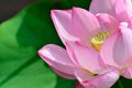 Nelumbo nucifera. Royalty Free Stock Photo