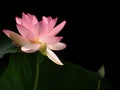 Nelumbo nucifera aka Indian or Sacred lotus. Pink flower with bud. Dark background. Royalty Free Stock Photo