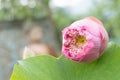 Nelumbo nucifera, also known as Indian lotus, sacred lotus