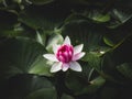 Nelumbo Nucifera is an Asiatic medicine known as \'Sacred Lotus\' that is used in a variety of dishes and recipes.