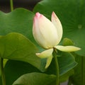 Nelumbo nucifera bud