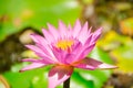 Nelumbo nucifera gaertn BUA Luang, which sources in Southeast Asia.